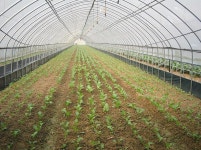 농업소식-강화군, 순무, 배추 등 김장채소 적기 파종 당부 내용 | 농업기술센터>열린마당