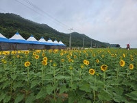 우리마을소식-교동면 연꽃 및 해바라기 개화 현황 내용 | 강화군 읍·면>동네 알림방