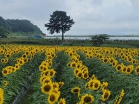 우리마을소식-교동면 연꽃 및 해바라기 개화 현황(25.8.29.) 내용 | 강화군 읍·면>동네 알림방