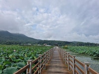 우리마을소식-교동면 연꽃 및 해바라기 개화 현황(25.8.26.) 내용 | 강화군 읍·면>동네 알림방