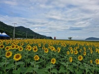 우리마을소식-교동면 연꽃 및 해바라기 개화 현황(25.8.26.) 내용 | 강화군 읍·면>동네 알림방