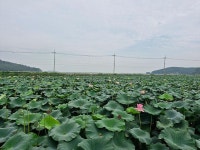 우리마을소식- 교동면 연꽃 및 해바라기 개화 현황(25.8.28.) 내용 | 강화군 읍·면>동네 알림방
