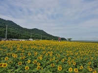 우리마을소식- 교동면 연꽃 및 해바라기 개화 현황(25.8.28.) 내용 | 강화군 읍·면>동네 알림방