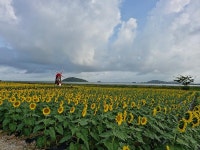 우리마을소식-교동면 연꽃 및 해바라기 개화 현황(25.8.29.) 내용 | 강화군 읍·면>동네 알림방