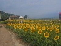 우리마을소식-교동면 해바라기 및 연꽃 개화 현황(25.8.31.) 내용 | 강화군 읍·면>동네 알림방