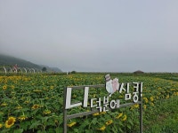 우리마을소식-교동면 해바라기 및 연꽃 개화 현황(25.9.3.) 내용 | 강화군 읍·면>동네 알림방