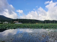 우리마을소식-교동면 연꽃 및 해바라기 개화 현황 내용 | 강화군 읍·면>동네 알림방