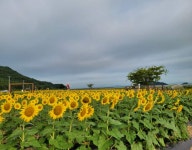 우리마을소식-교동면 연꽃 및 해바라기 개화 현황(25.8.30.) 내용 | 강화군 읍·면>동네 알림방