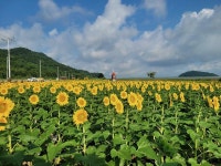 우리마을소식-교동면 연꽃 및 해바라기 개화 현황(25.8.24.) 내용 | 강화군 읍·면>동네 알림방
