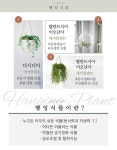 강화군 대응현황-코로나19의 답답함, 반려식물로 이겨봐요! 내용 | 강화군청>분야별정보>안전·재난