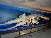 사진첩-향유고래 골격 내용 | 강화 강화 자연사 박물관>열린마당