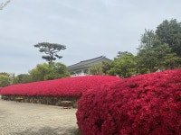 사진첩-2023년 강화전쟁박물관 연산홍 내용 | 강화 전쟁 박물관>열린마당