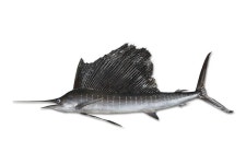 소장유물-돛새치 내용 | 강화 강화 자연사 박물관>유물