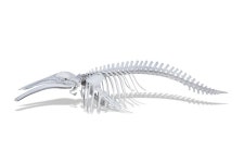 소장유물-밍크고래 내용 | 강화 강화 자연사 박물관>유물