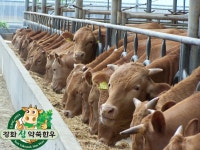 군정뉴스-약쑥먹인 강화한우 1++A로 최고등급 받아.... 내용 | 강화 열린군수실>군정24 강화열린군수실