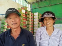 보도자료-딸기 본래의 맛! 귀한 밭딸기 맛보러 오세요. 내용 | 강화군청>강화소개>강화소식
