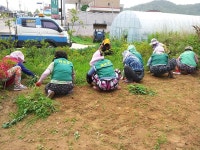 보도자료-깨끗한 양도면 만들기에 무더위에도 구슬땀 내용 | 강화군청>강화소개>강화소식