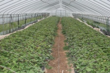 보도자료-건강한 우량 고구마 종순 기르기로 농가소득 증대 내용 | 강화군청>강화소개>강화소식