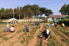 보도자료-선원면 주민자치위원회, 감자수확 및 직거래로 이웃 도와요~ 내용 | 강화군청>강화소개>강화소식