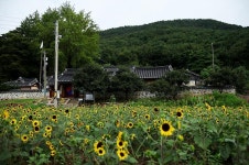 보도자료-교동향교, 가을 부르는 해바라기 만개! 내용 | 강화군청>강화소개>강화소식