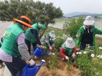 보도자료-송해면 새마을 부녀회‘봄맞이 꽃길 가꾸기’구슬땀 내용 | 강화군청>강화소개>강화소식