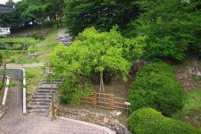 우리동네 명소-강화 갑곶리 탱자나무 내용 | 강화군 읍·면>우리동네소개