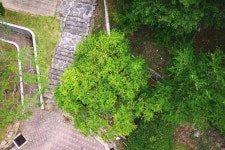 우리동네 명소-강화 갑곶리 탱자나무 내용 | 강화군 읍·면>우리동네소개