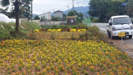노랑색, 주황색으로 물드는 군동면 오산마을 - 강진군청 노랑색, 주황색으로 물드는 군동면 오산마을 