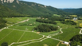 康津郡 - Gangjin Tea Garden