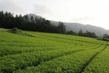 GangJin - Gangjin Tea Garden Gangjin Tea Garden
