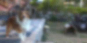 강진군청향채 청향채