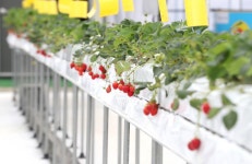 [강남사진관] 건강한 먹거리가 무럭무럭 자라는 ‘스마트팜’ | 강남구청 > 강남소식 > 강남이슈