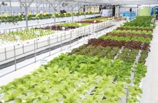 [강남사진관] 건강한 먹거리가 무럭무럭 자라는 ‘스마트팜’ | 강남구청 > 강남소식 > 강남이슈