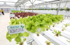 [강남사진관] 건강한 먹거리가 무럭무럭 자라는 ‘스마트팜’ | 강남구청 > 강남소식 > 강남이슈