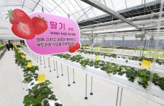 [강남사진관] 건강한 먹거리가 무럭무럭 자라는 ‘스마트팜’ | 강남구청 > 강남소식 > 강남이슈