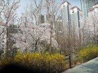 32-내-233 | 강남구청 > 분야별정보 > 환경/청소 > 기념식수 나무찾기