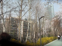 32-내-245 | 강남구청 > 분야별정보 > 환경/청소 > 기념식수 나무찾기