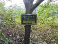 32-외-116 | 강남구청 > 분야별정보 > 환경/청소 > 기념식수 나무찾기