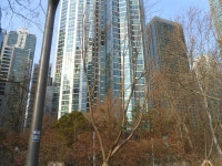 43-내-218 | 강남구청 > 분야별정보 > 환경/청소 > 기념식수 나무찾기