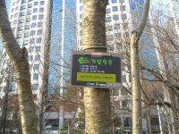 43-내-221 | 강남구청 > 분야별정보 > 환경/청소 > 기념식수 나무찾기