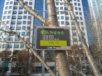 43-내-226 | 강남구청 > 분야별정보 > 환경/청소 > 기념식수 나무찾기