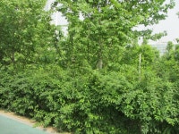 54-내-117 | 강남구청 > 분야별정보 > 환경/청소 > 기념식수 나무찾기