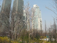 54-내-129 | 강남구청 > 분야별정보 > 환경/청소 > 기념식수 나무찾기