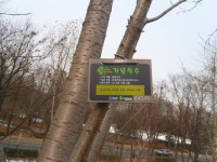 54-내-141 | 강남구청 > 분야별정보 > 환경/청소 > 기념식수 나무찾기