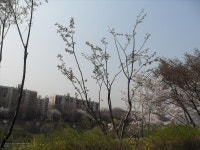 54-외-36 | 강남구청 > 분야별정보 > 환경/청소 > 기념식수 나무찾기