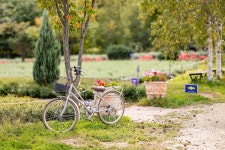 관광지 - 고성 하늬라벤더팜 상세화면 | 강원관광 > ONLY 강원 > 관광지 강원관광