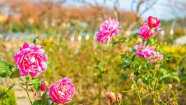 관광지 - 삼척장미공원 상세화면 | 강원관광 > ONLY 강원 > 관광지 강원관광