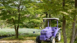 관광지 - 고성 하늬라벤더팜 상세화면 | 강원관광 > ONLY 강원 > 관광지 강원관광