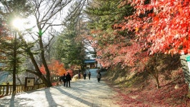 관광지 - 월정사 전나무숲길 상세화면 | 강원관광 > ONLY 강원 > 관광지 강원관광