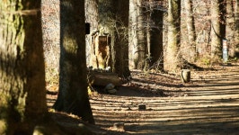 관광지 - 월정사 전나무숲길 상세화면 | 강원관광 > ONLY 강원 > 관광지 강원관광